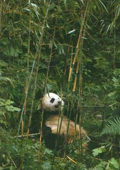 PANDA