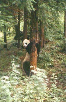 PANDA
