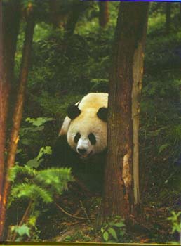 PANDA