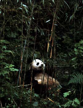 panda1