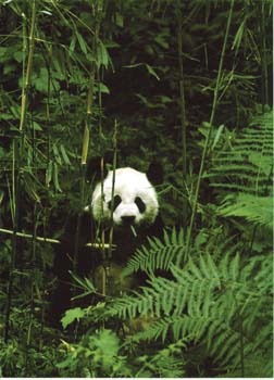 panda3